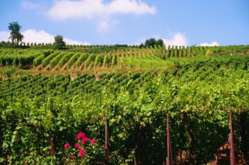 vignoble des vins de Bordeaux